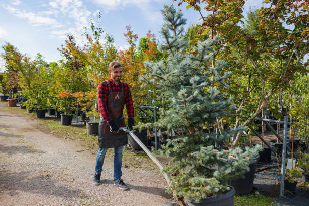 Best Tree Health Inspection  in Montour Falls, NY